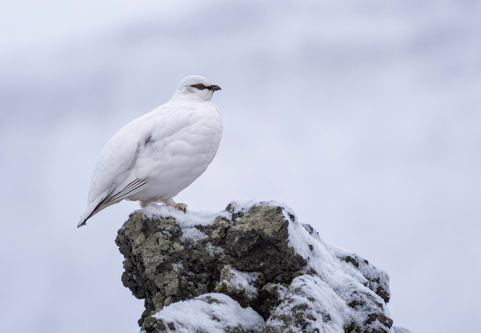 Ptarmigan In Winter Plumage by Gordon Watson