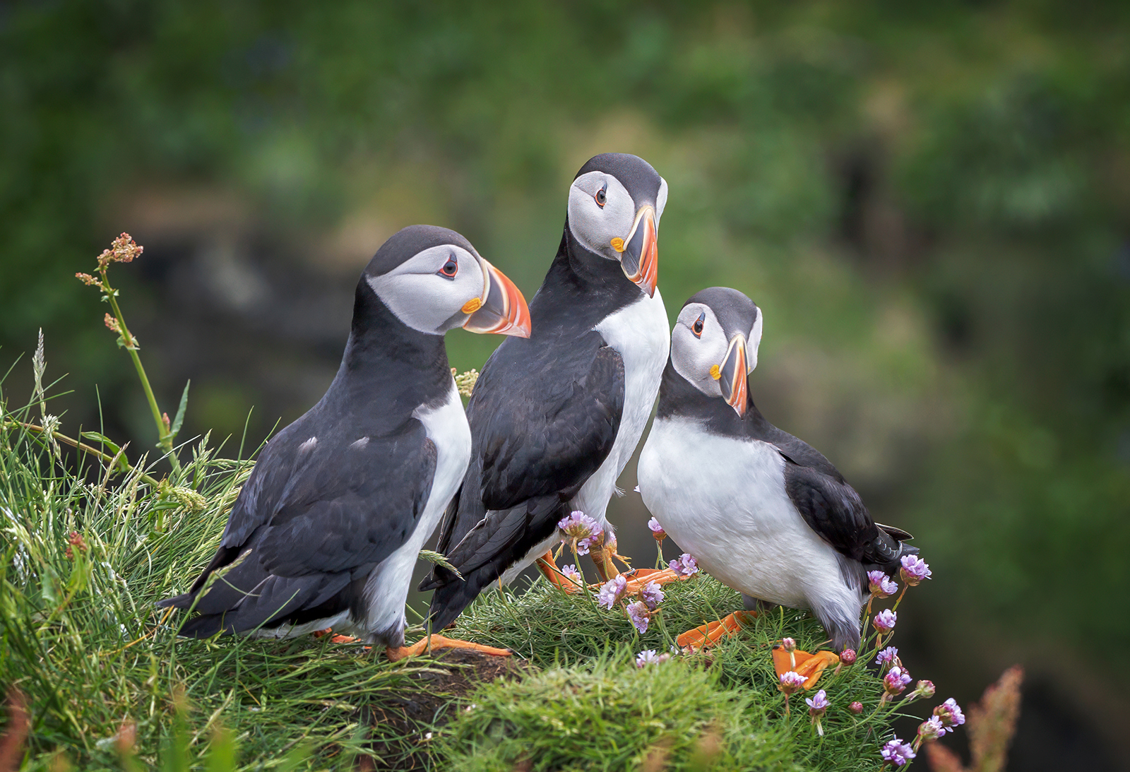Puffin Trio by Gordon Watson