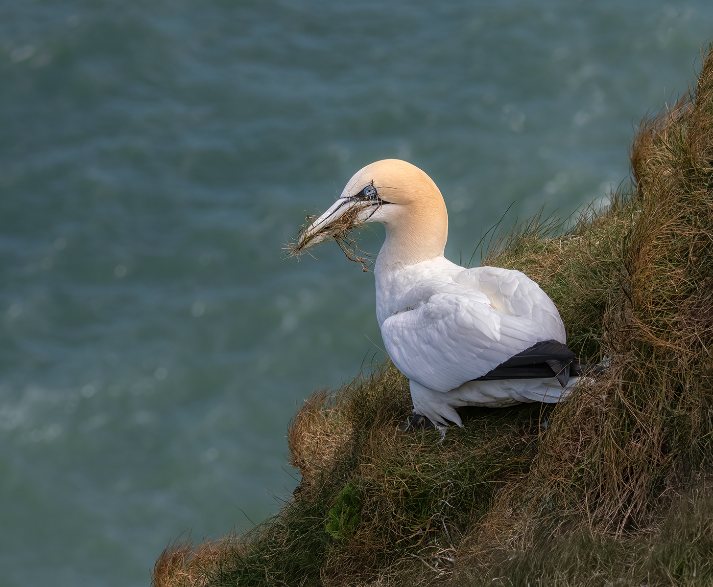 Bempton Gannet With Nesting Material by Carol Watson