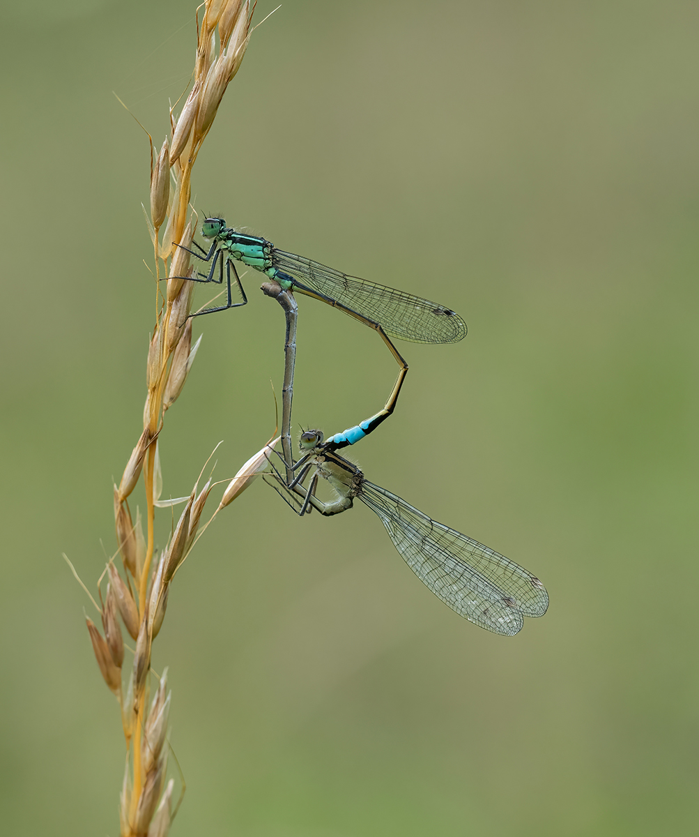 Mating Blue Tailed Damselflies by Carol Watson