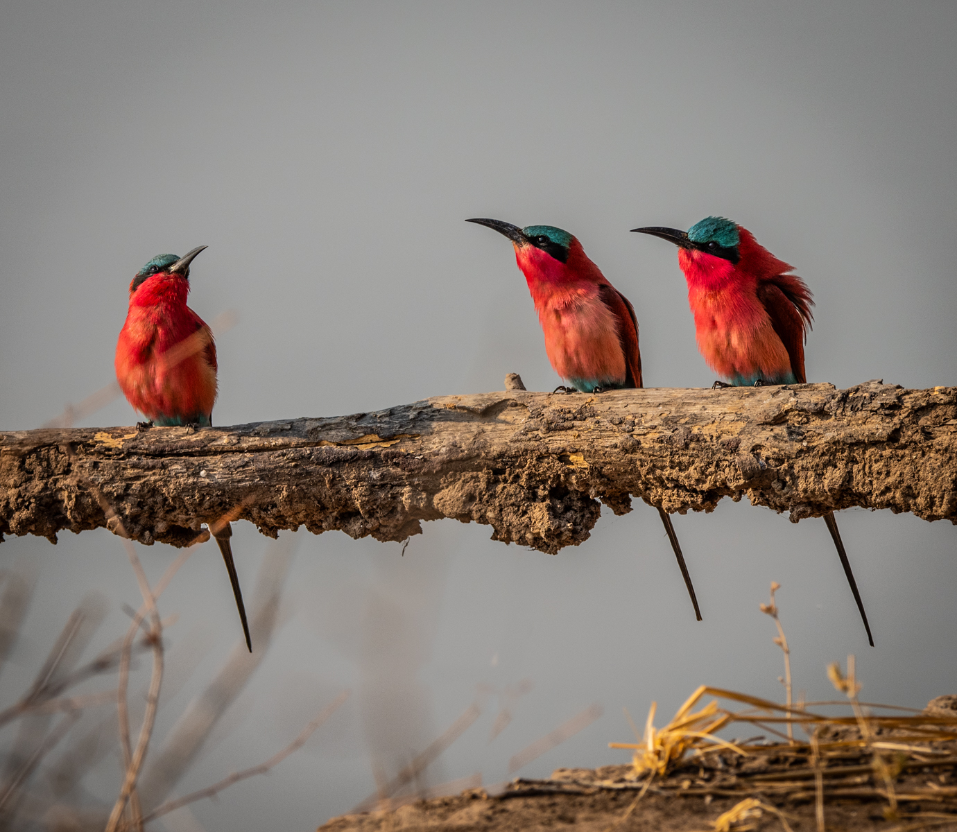 Trio Of Carmine Bee Eaters by Mary Kirkby