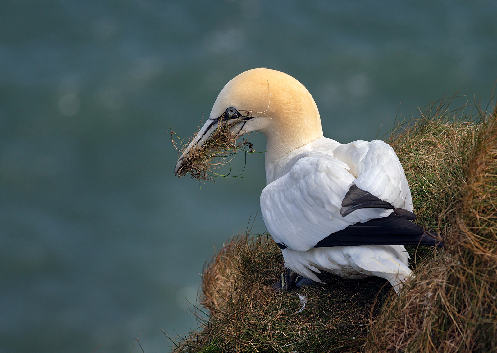 Bempton Gannet Collecting Grass by Gordon Watson