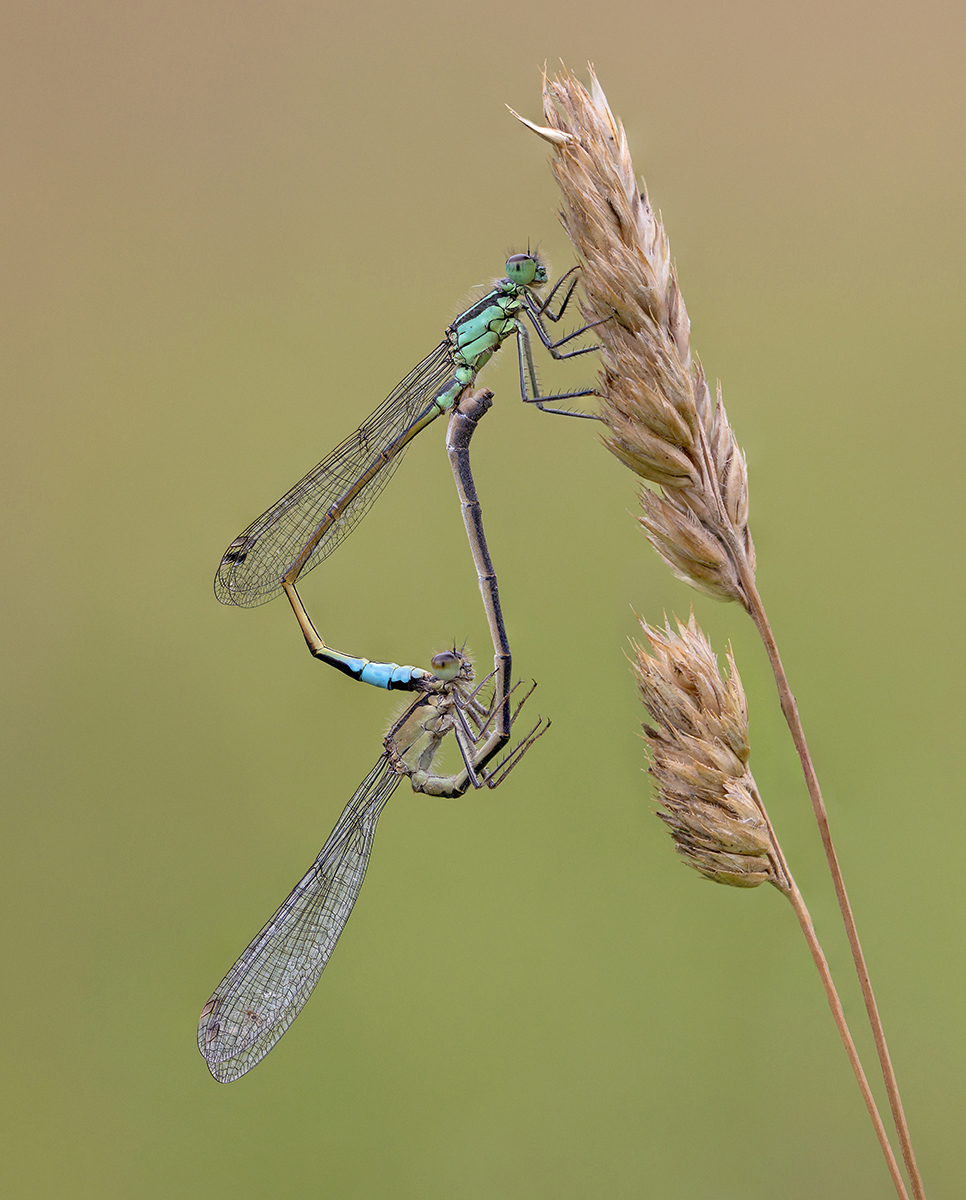 Mating Blue Tailed Damselflies by Gordon Watson