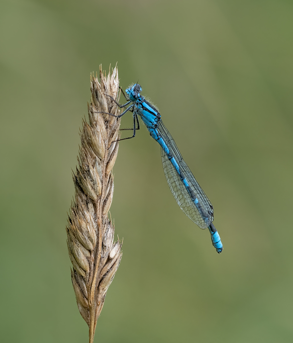 Common Blue Damselfly On Grass by Carol Watson