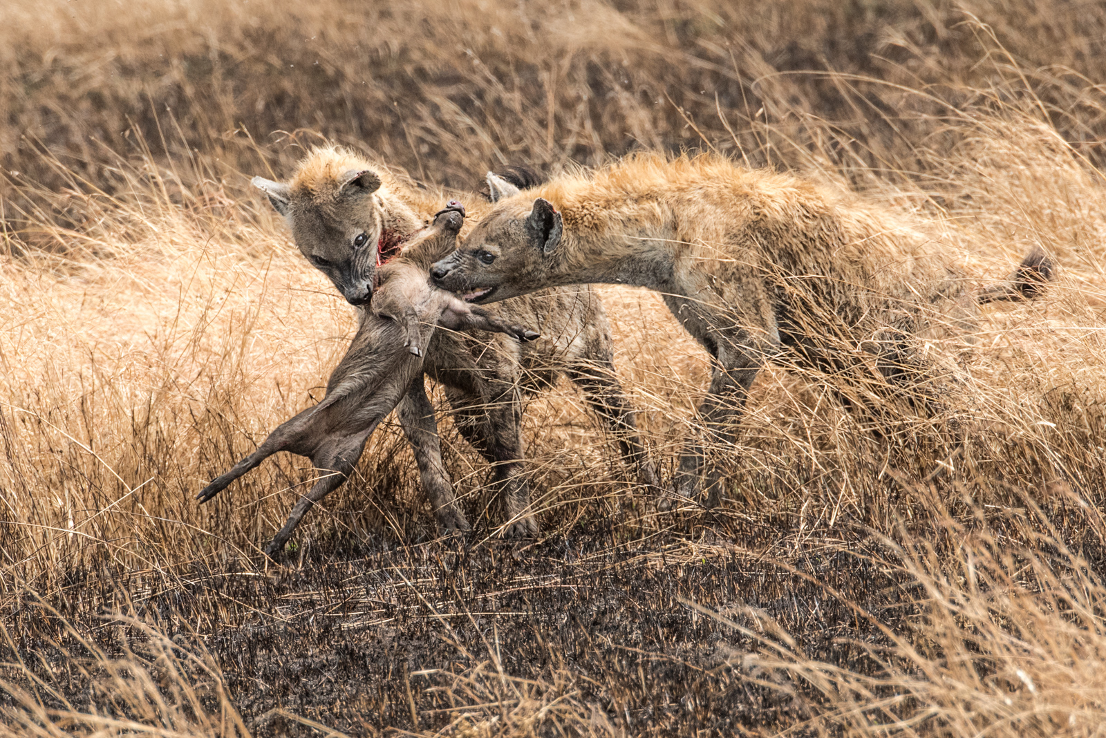 Hyena With Baby Warthog Kill by Mary Kirkby