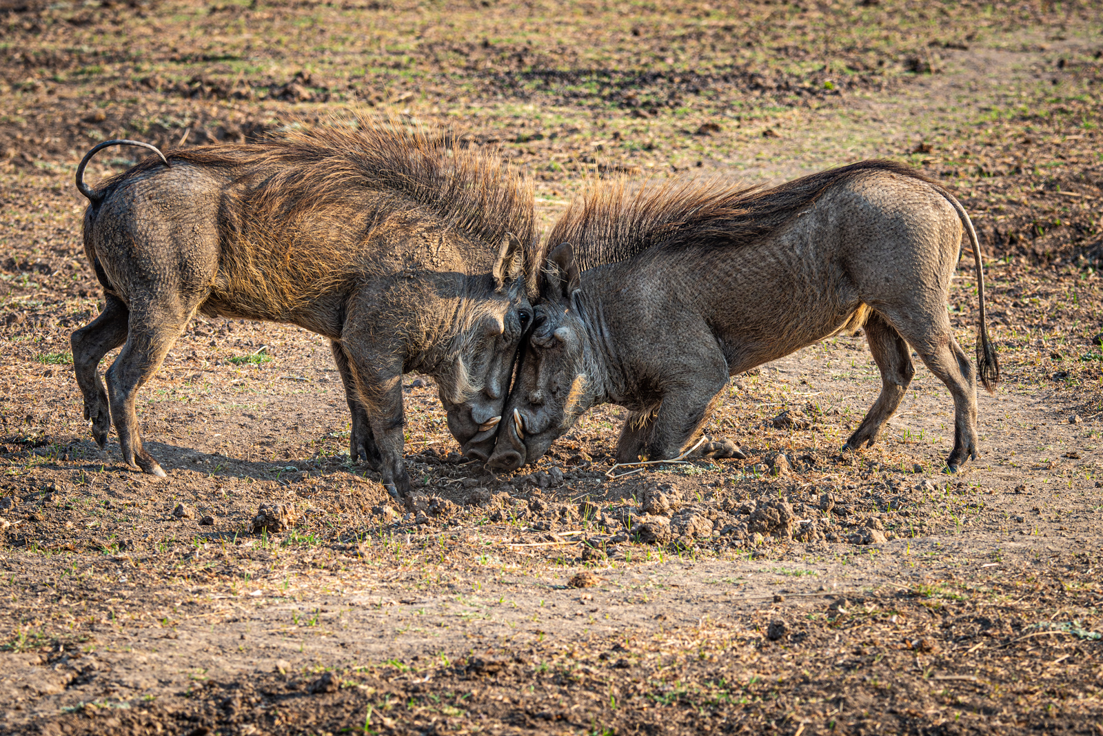 Warthogs In Dispute Tanzania by Mary Kirkby