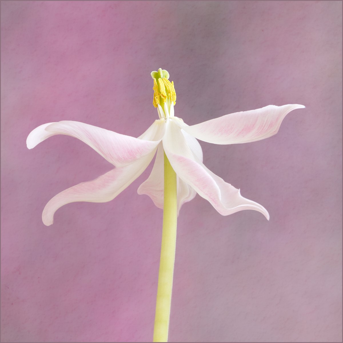 Commended in Colour Digital - Dancing by Joy Swarbrick