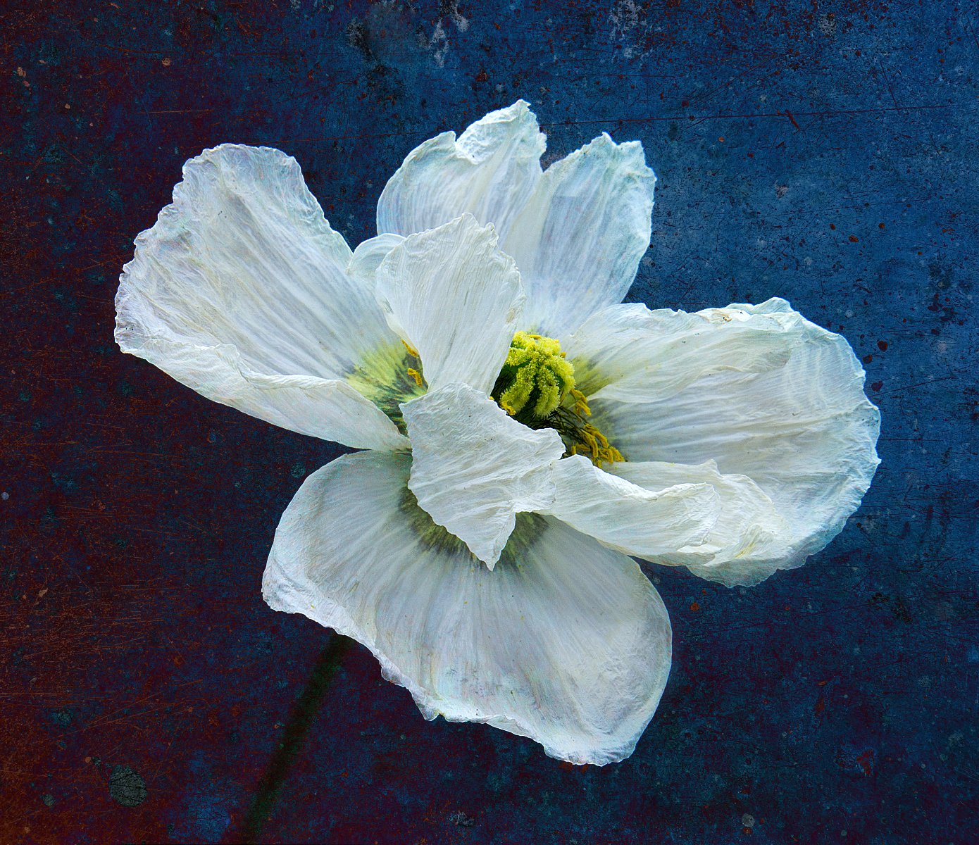 Commended in Colour Digital - Luminous Stillness by Joy Swarbrick