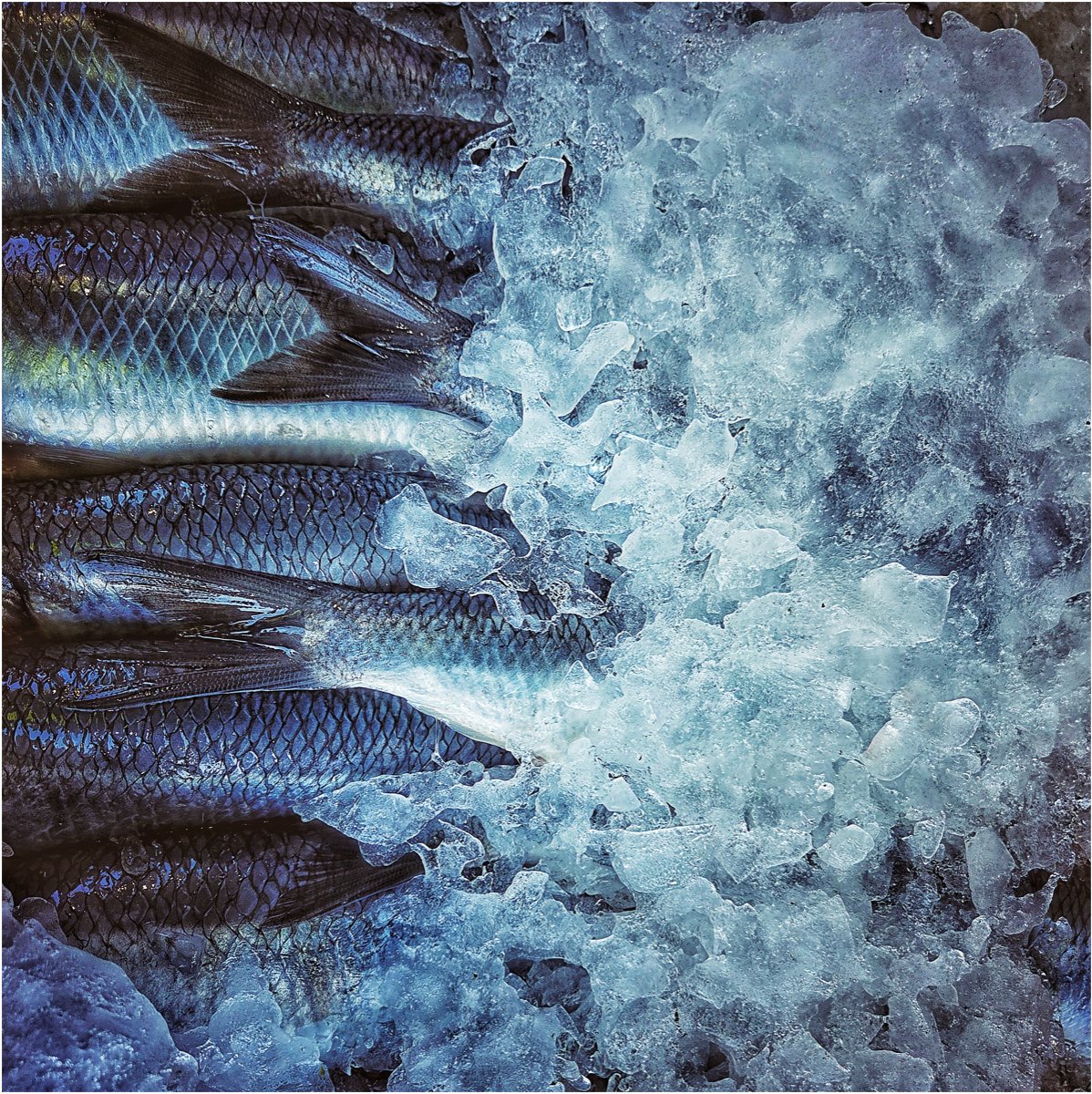 2nd Place in Colour Digital - Iced Catch Of The Day by Esther Parkinson