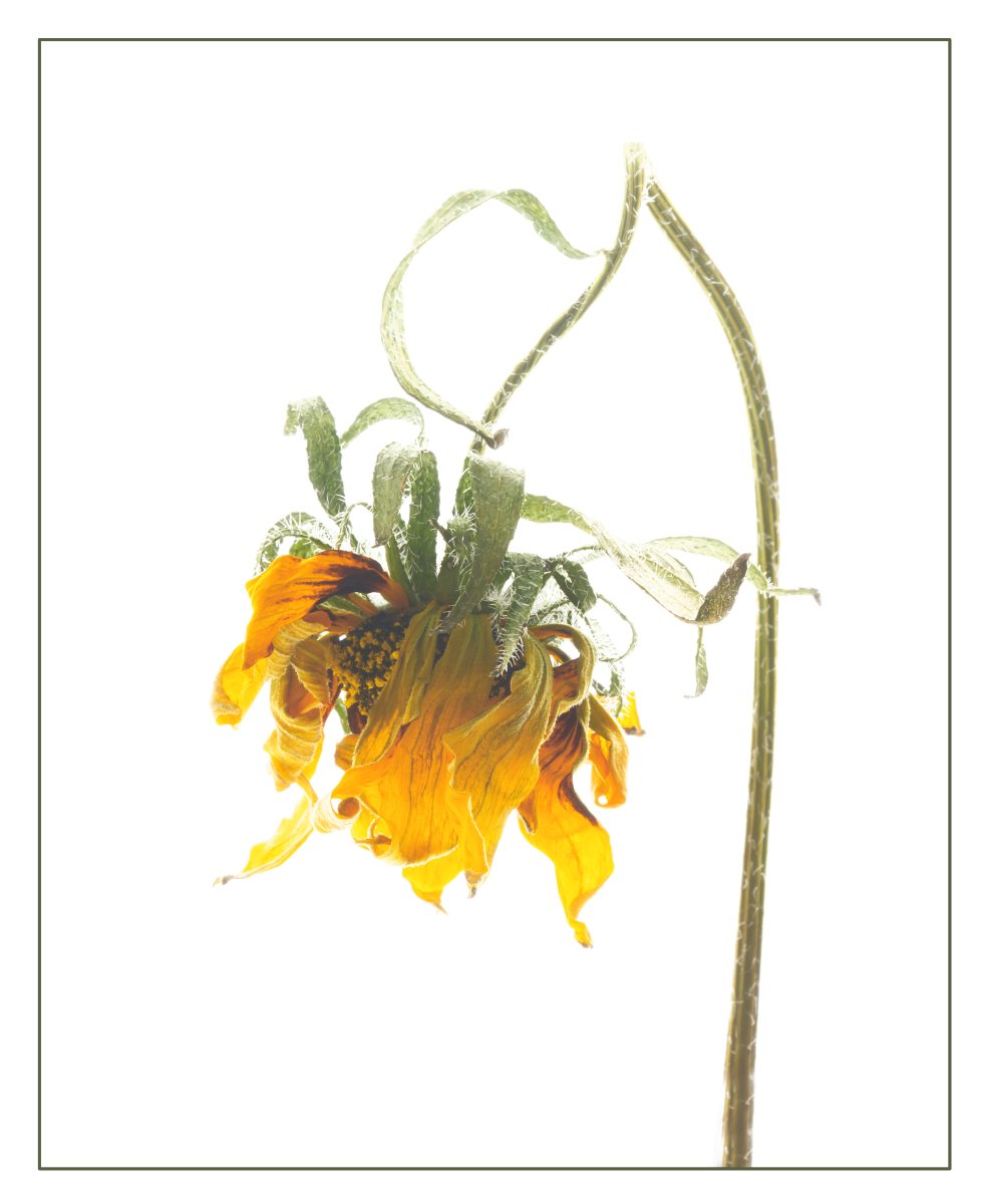 Commended in Colour Print - Forlorn Rudbeckia by Joy Swarbrick