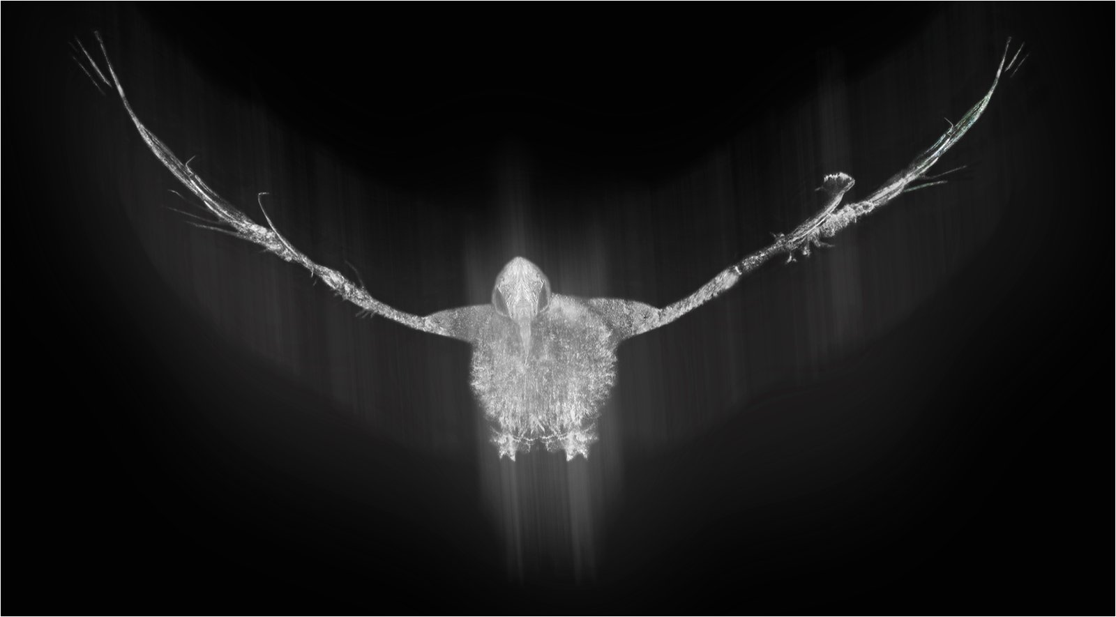 Highly Commended in Mono Digital - Avian Spectre by Simon Ray
