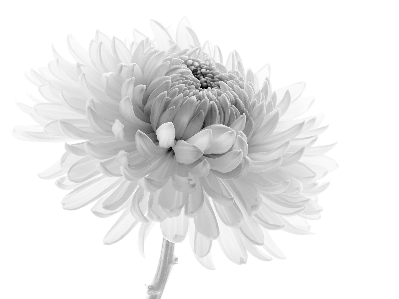 2nd Place in Mono Print - Chrysanthemum by Joy Swarbrick