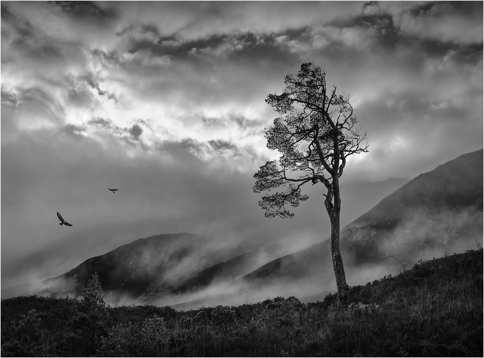 Commended in Mono Print - Lonesome Pine, Glen Affric by Mike Williamson