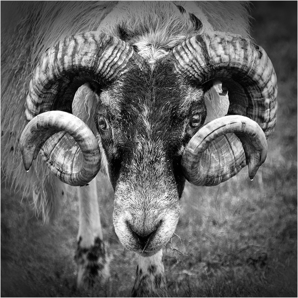 3rd Place in Mono Print - Scottish Blackface by Mike Williamson
