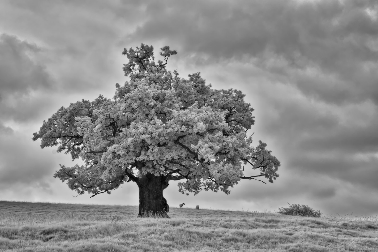 Oak Tree by Mike Dorrington