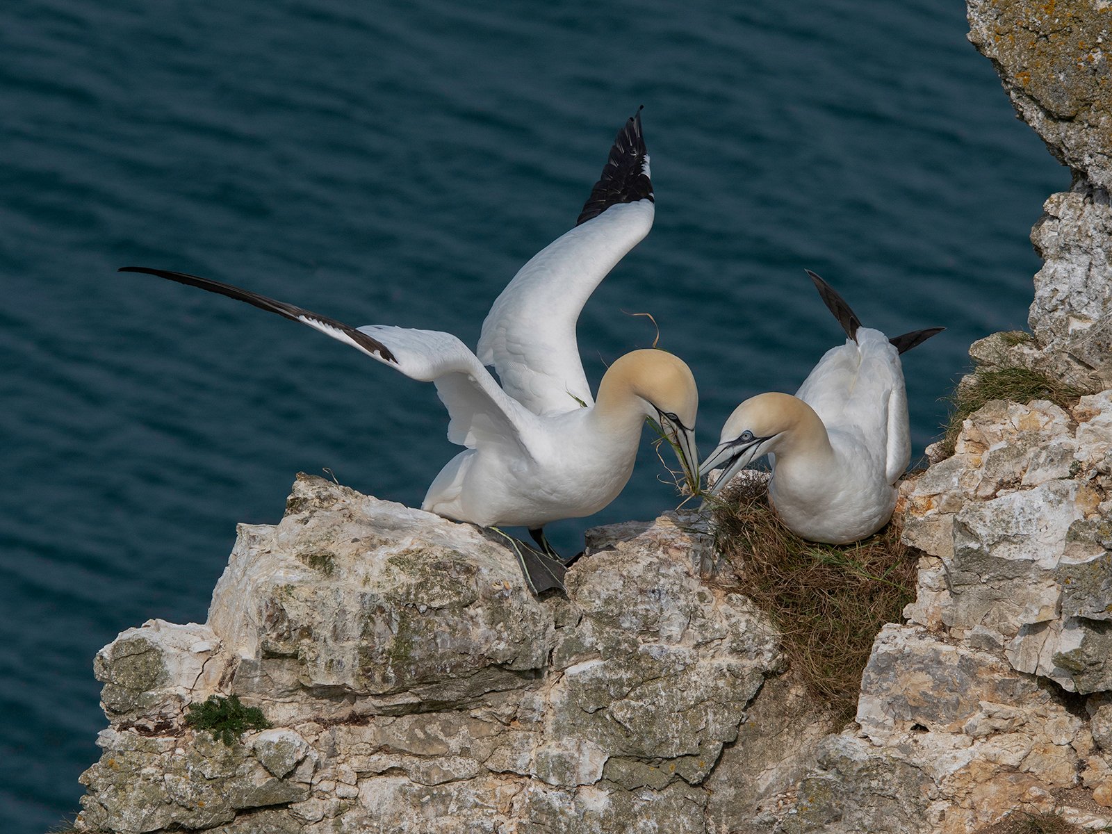 Commended in Nature Digital - Gannets Nest Building by Anthony Hull