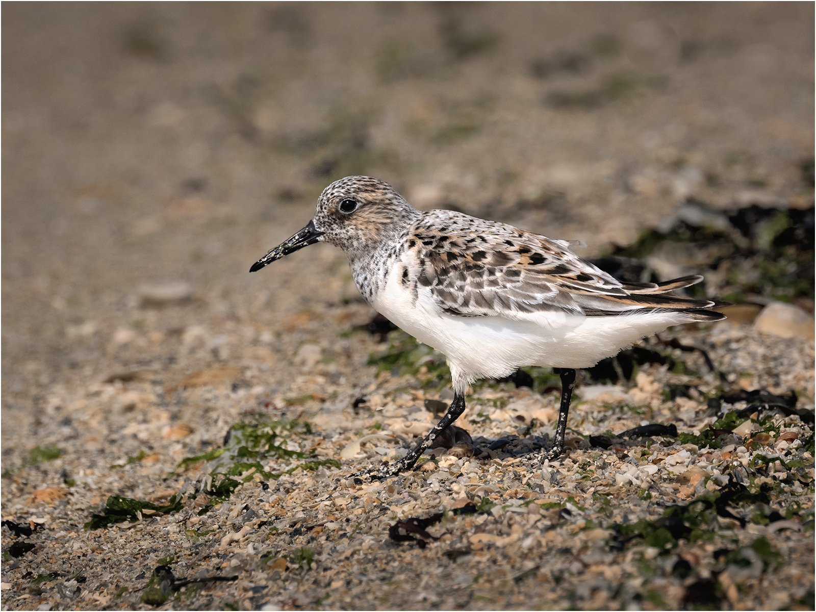 Commended in Nature Digital - Sanderling by Mike Williamson