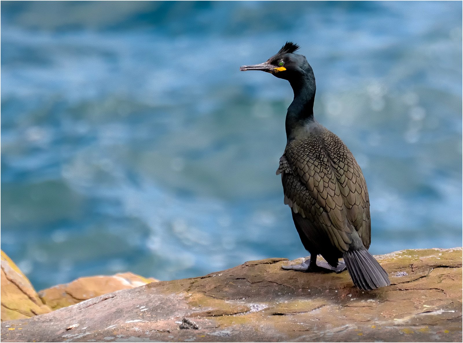 3rd Place in Nature Digital - Shag by Mike Williamson