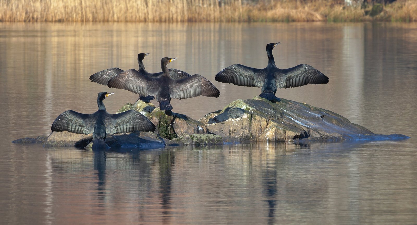 Commended in Nature Digital - Cormorants Drying by Gordon Watson