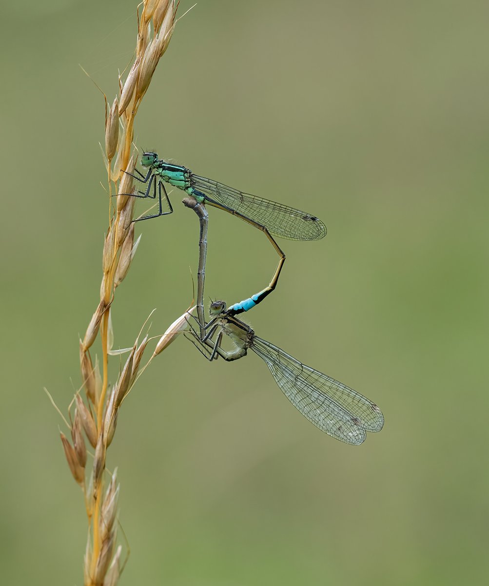 2nd Place in Nature Digital - Mating Blue Tailed Damselflies by Carol Watson