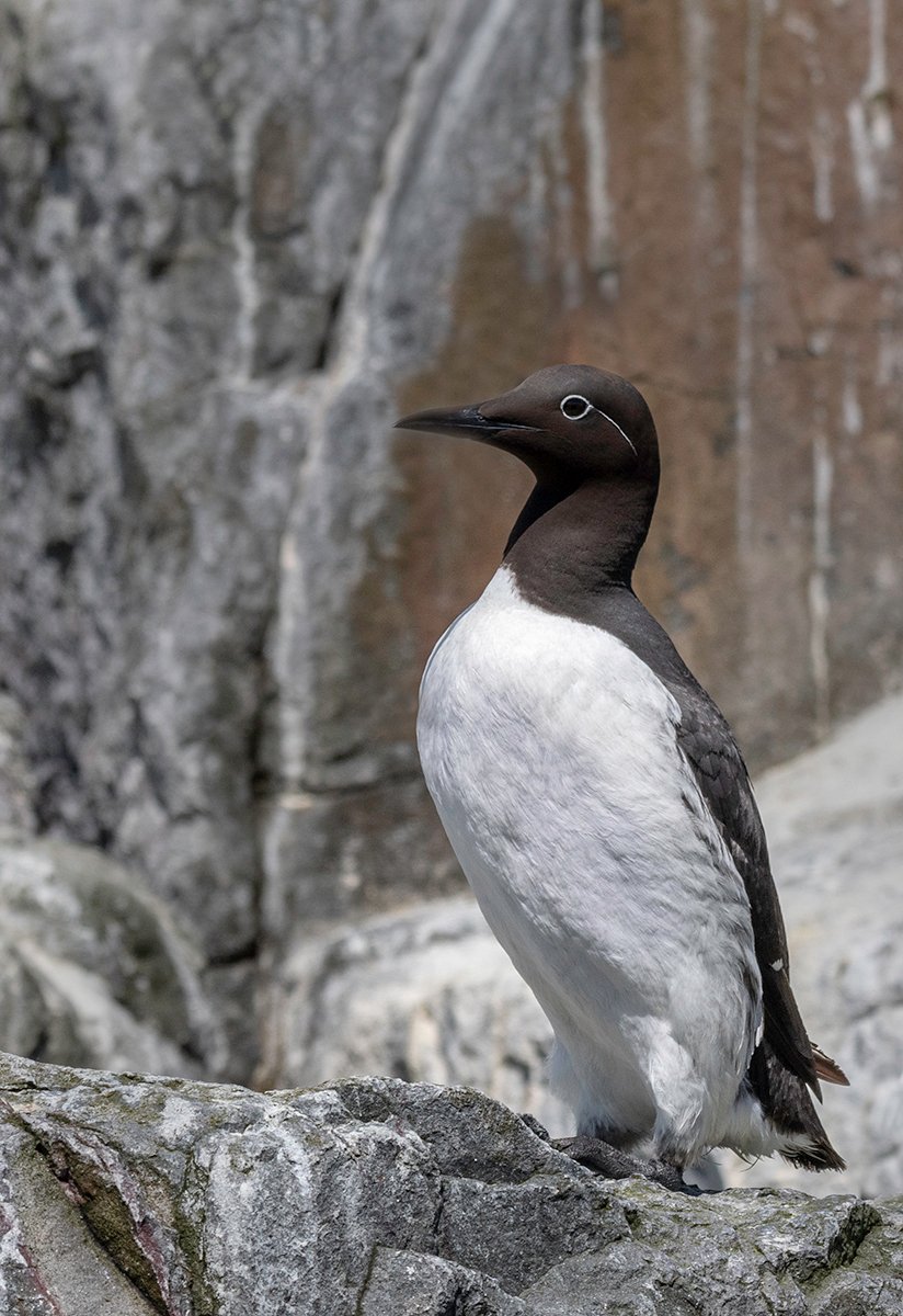 Highly Commended in Nature Print - Bridled Guillemot by Anthony Hull