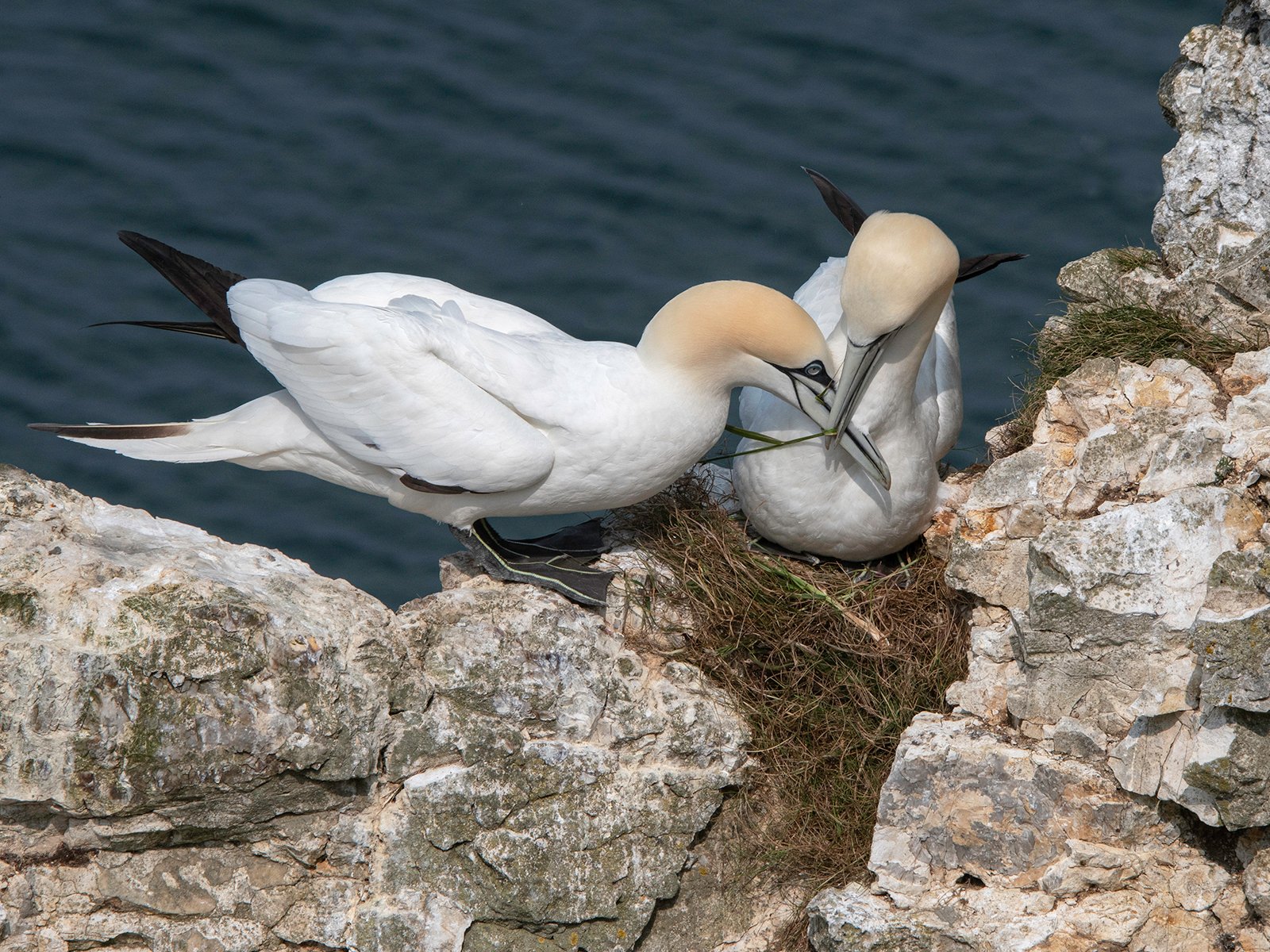 3rd Place in Nature Print - Gannets Nest Building Bond by Anthony Hull