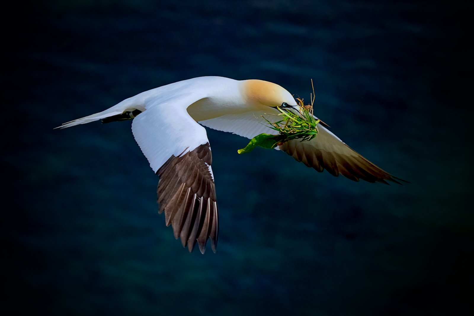 1st Place in Nature Print - Northern Gannet by Chris Taylor