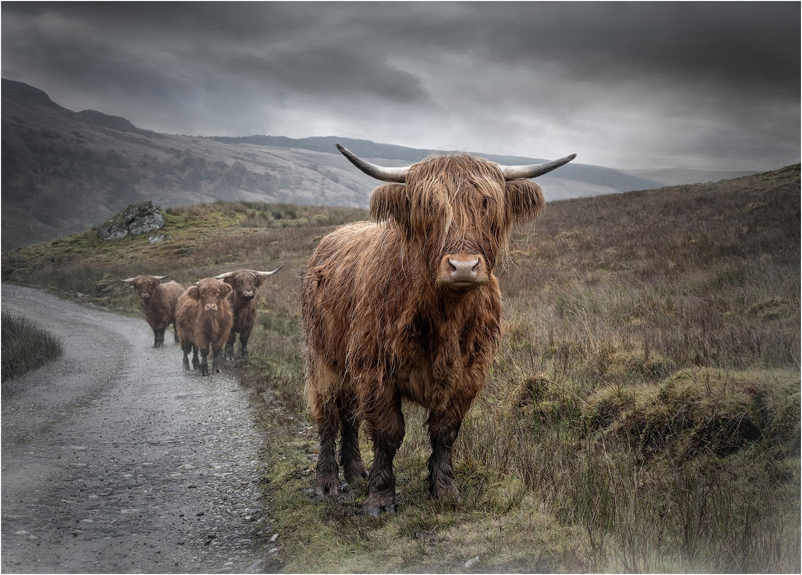 2nd Place in Colour Print - Pass With Care! by Mike Williamson