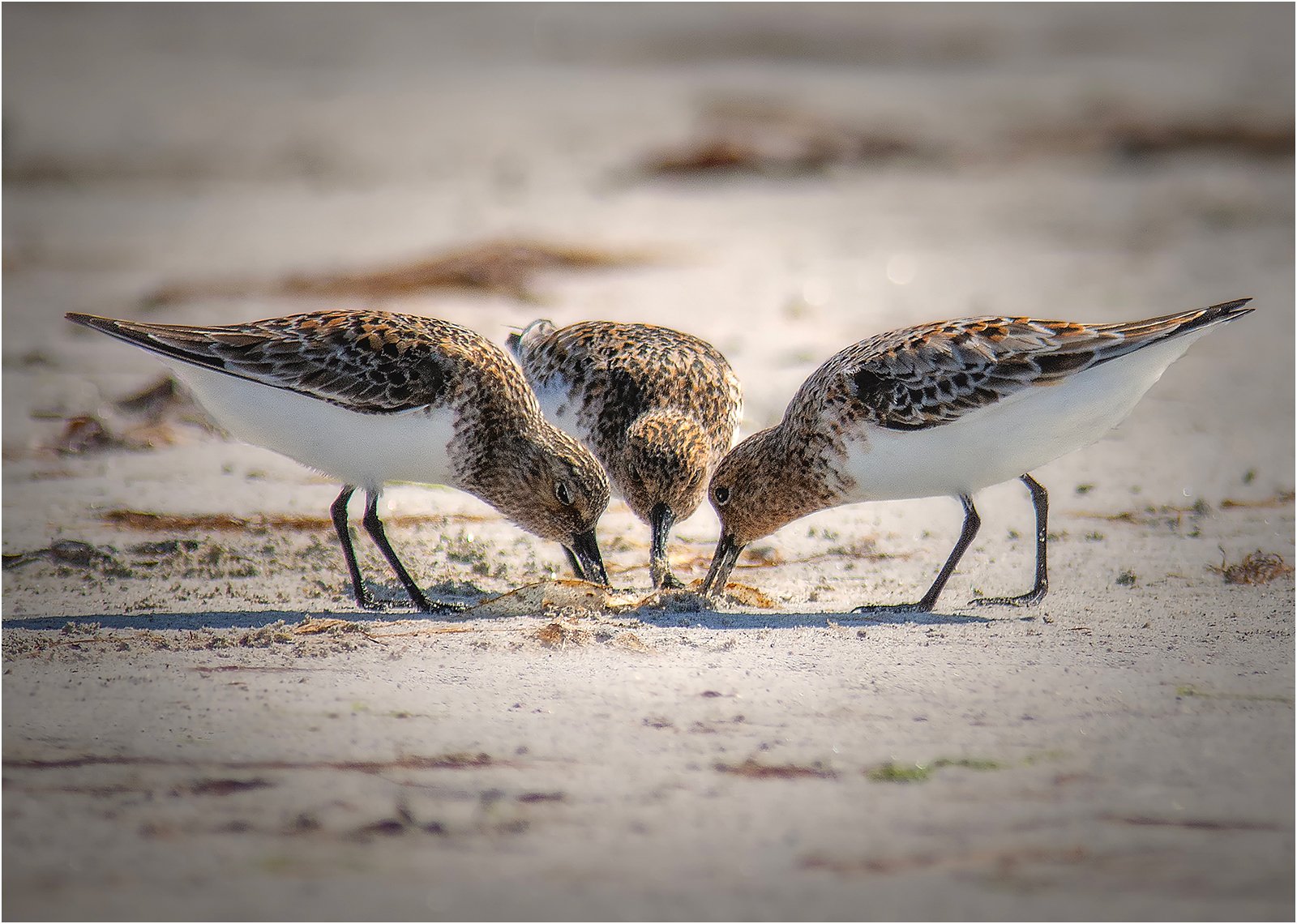 Highly Commended in Nature Print - Sanderlings Probing For Invertebrates by Mike Williamson