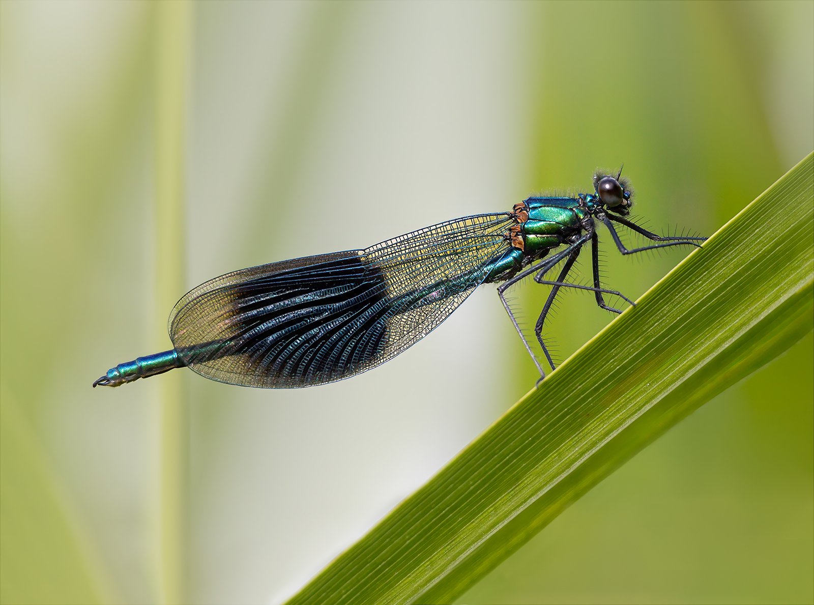 2nd Place in Nature Print - Banded Demoiselle On Reed by Gordon Watson
