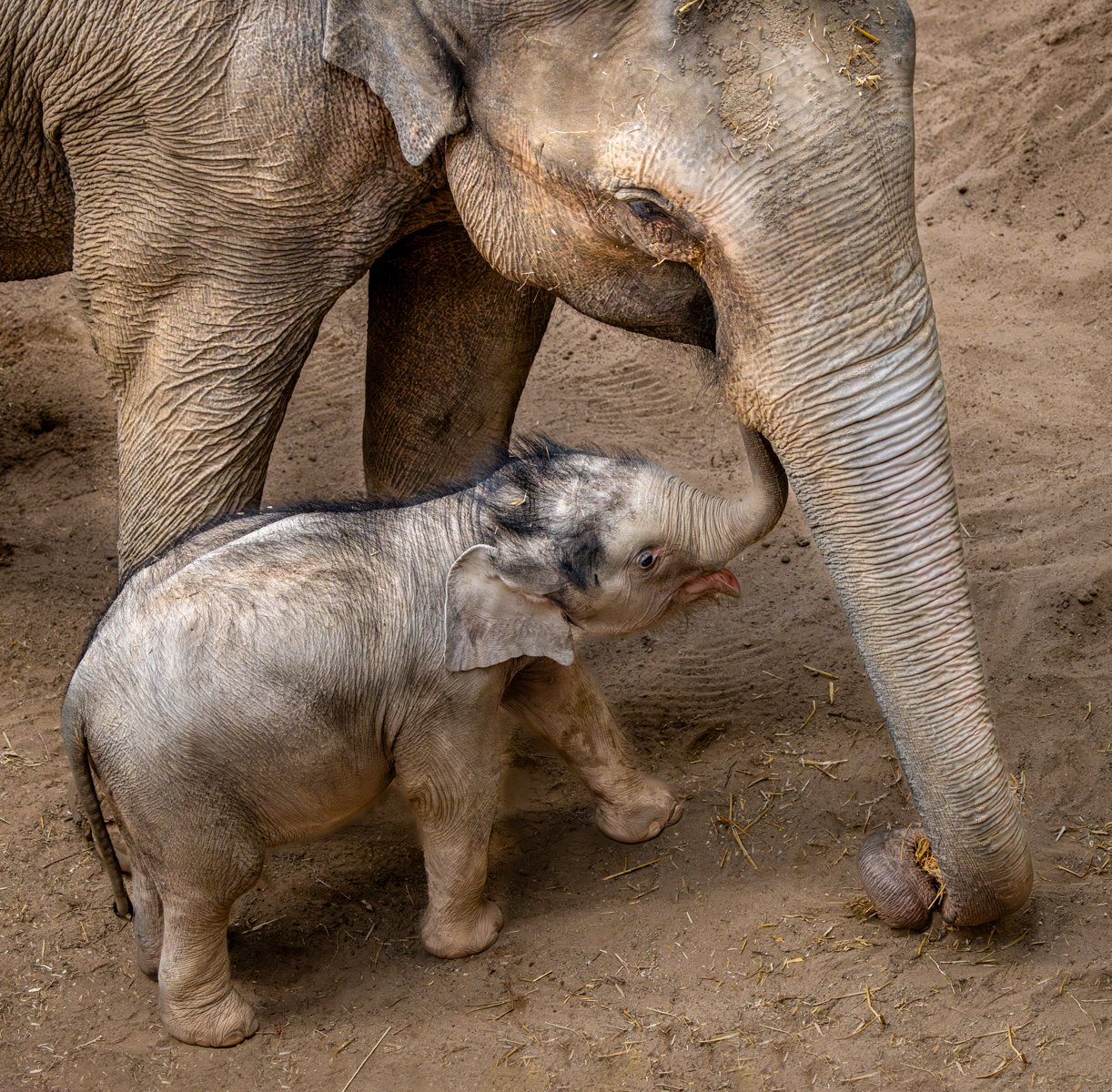 Commended in Nature Print - Tara With Baby Zaiya by Peter Darby