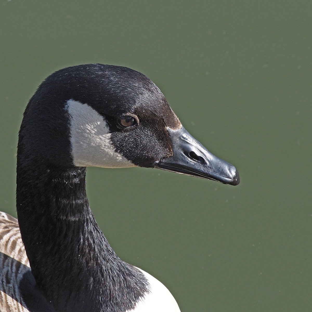 Canada Goose — by Mike Stanley