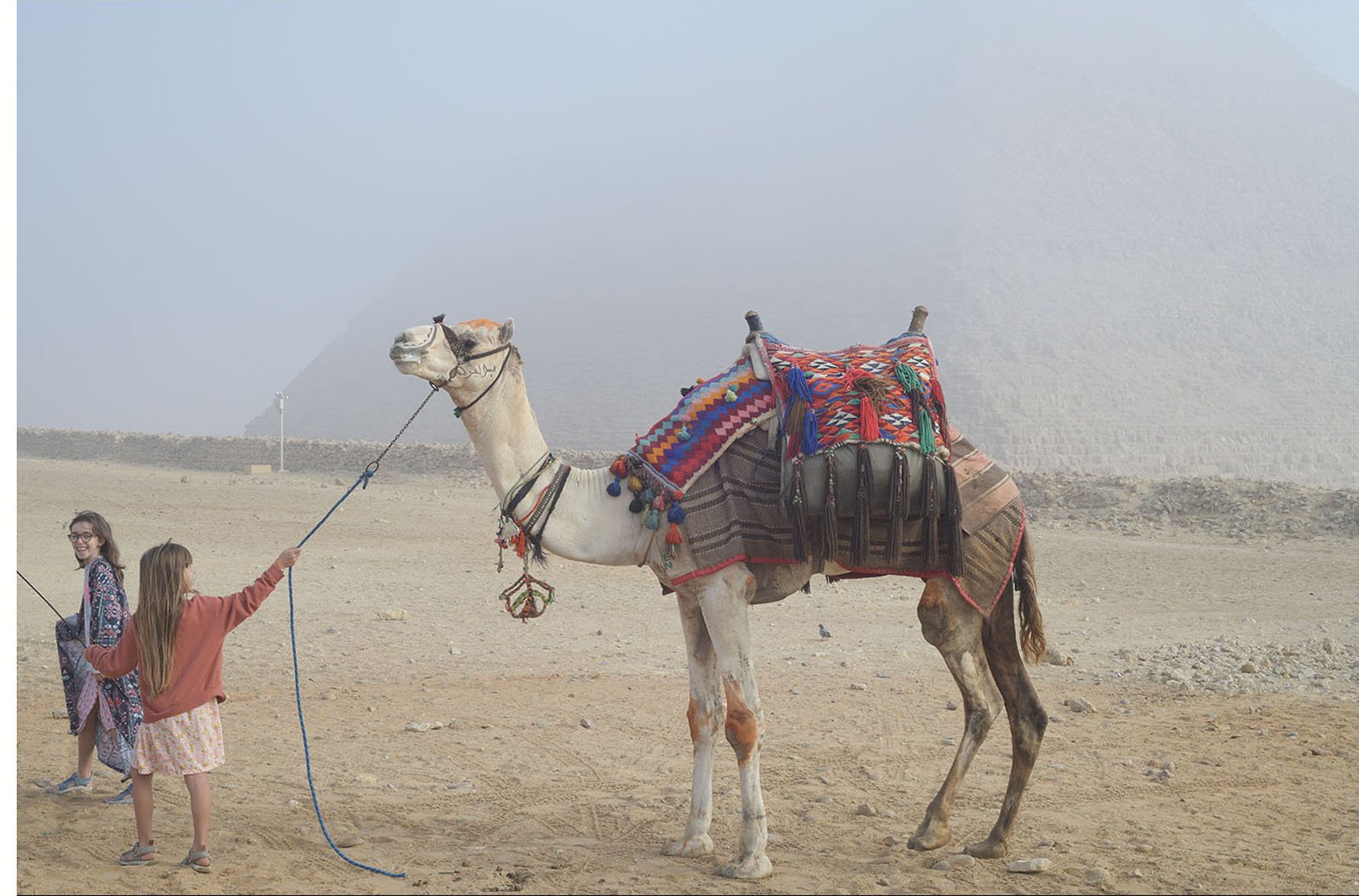 Commended in Colour Print - Reluctant Camel by Paul Morrell