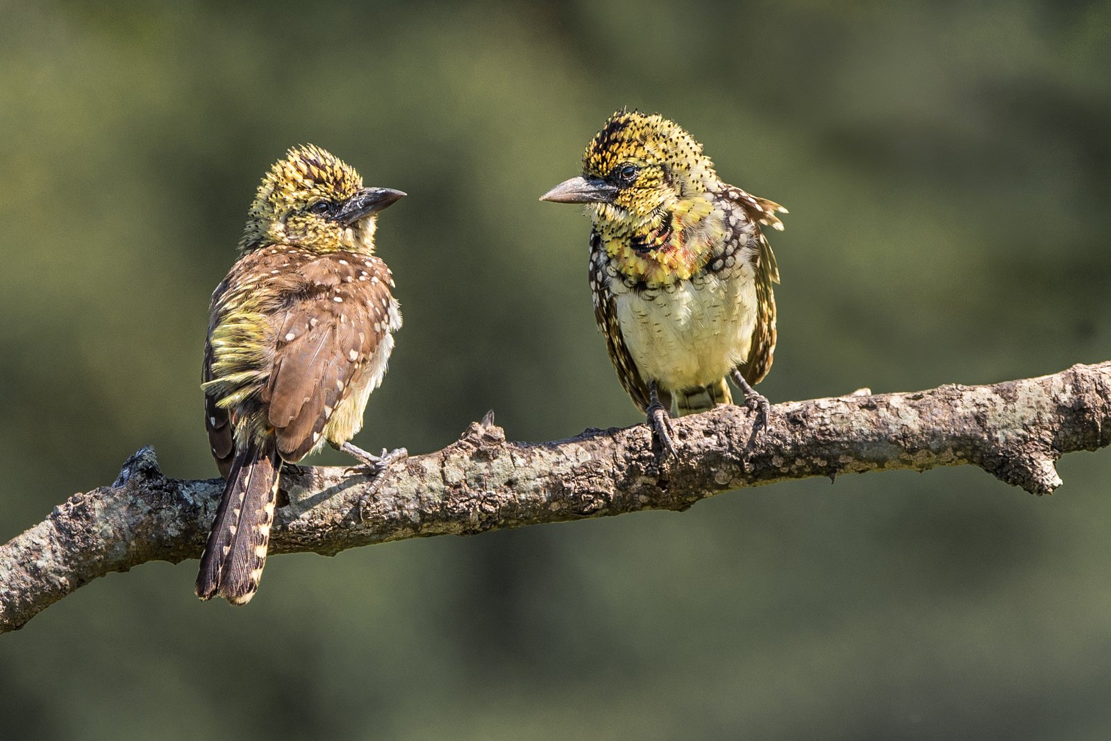 Highly Commended in Nature Digital - Pair Of D'Arnaud's Barbets by Mary Kirkby