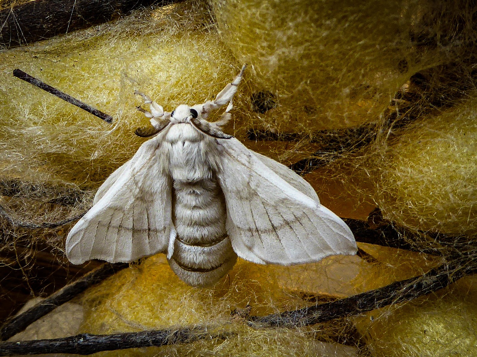 Highly Commended in Nature Digital - Silk Worm Moth by Mary Kirkby