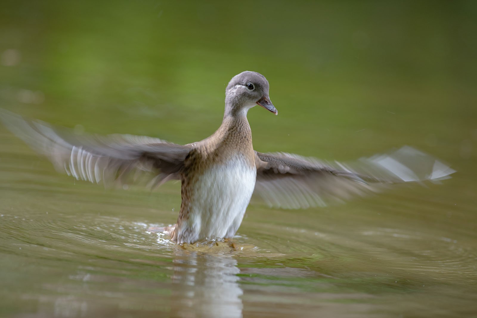 Juvenile Mandarin Duck by Paul Morrell