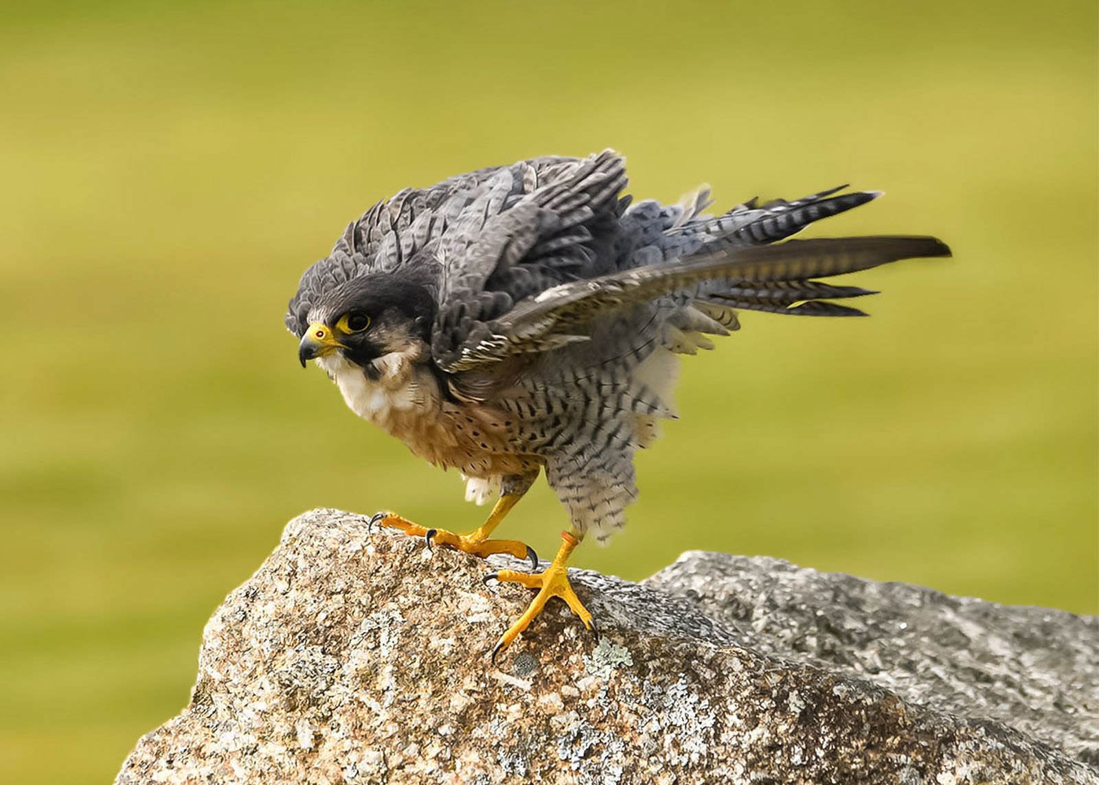 Suddenly Peregrine by Paul Morrell