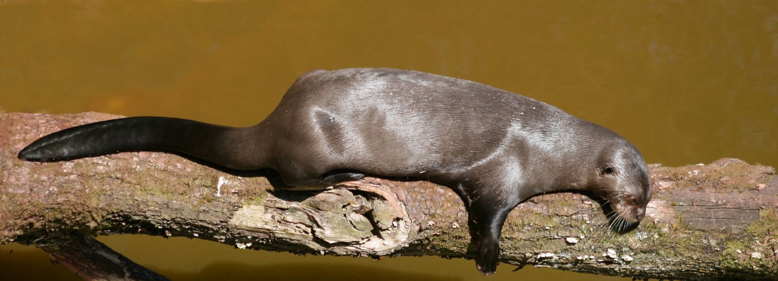 Otter At Rest by David Webster