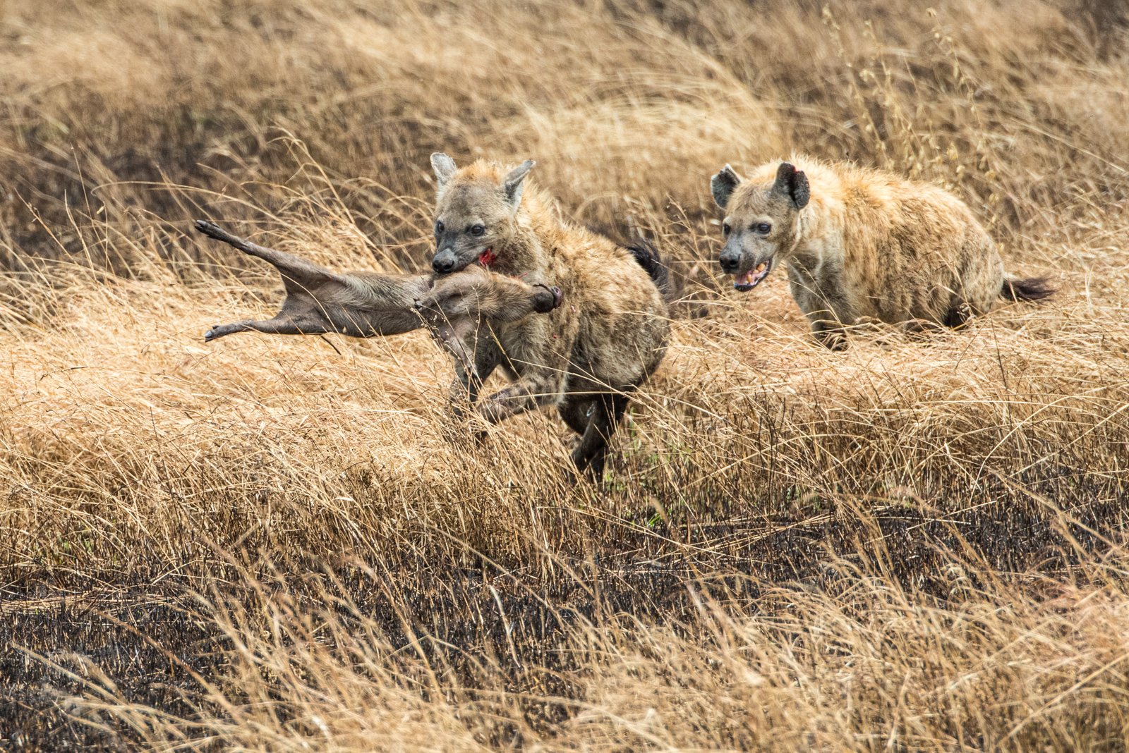 Commended in Nature Print - Hyenas With Young Warthog Kill by Mary Kirkby