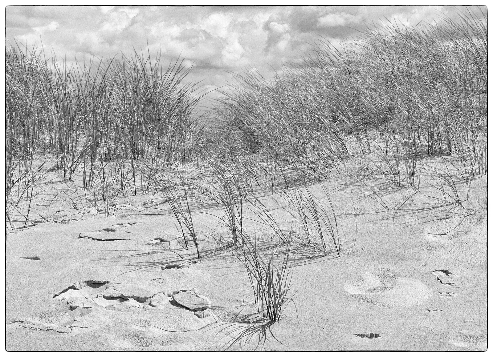 Highly Commended in Scapes Digital - Sand Grass by Marilyn Mulroy
