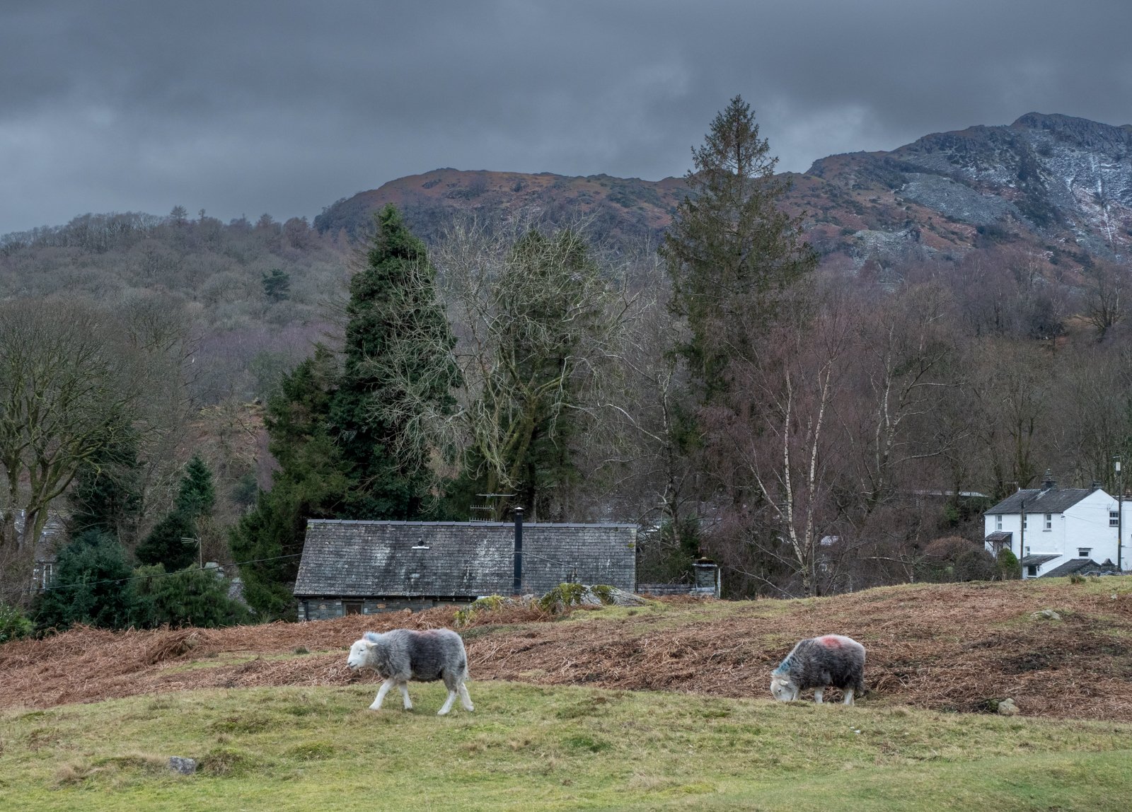 Elterwater Common by Jennifer Wolstenholme