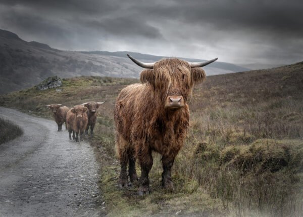 Photoshow 2026 – Public Vote