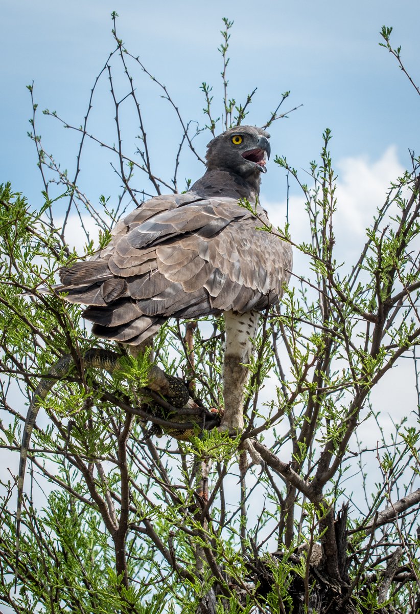 Martial Eagle With Monitor Lizard Kill — by Mary Kirkby — Score: 17 pts