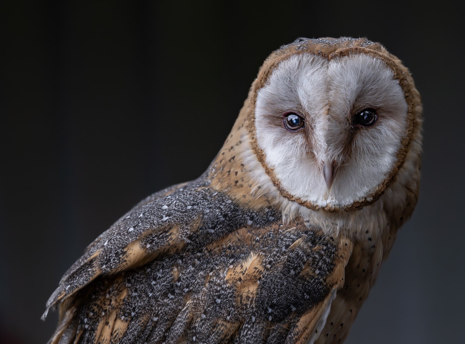 The Owl Needs No Introduction — by Lee Schofield — Score: 16 pts