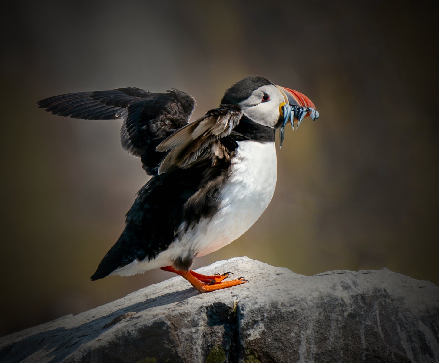 Atlantic Puffin — by Chris Taylor — Score: 18 pts