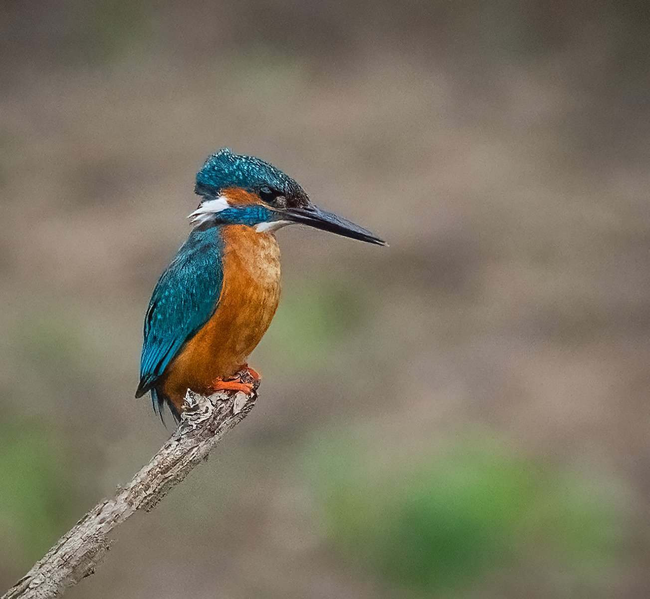 Kingfisher Looking For Lunch — by Stuart Cahill — Score: 16 pts