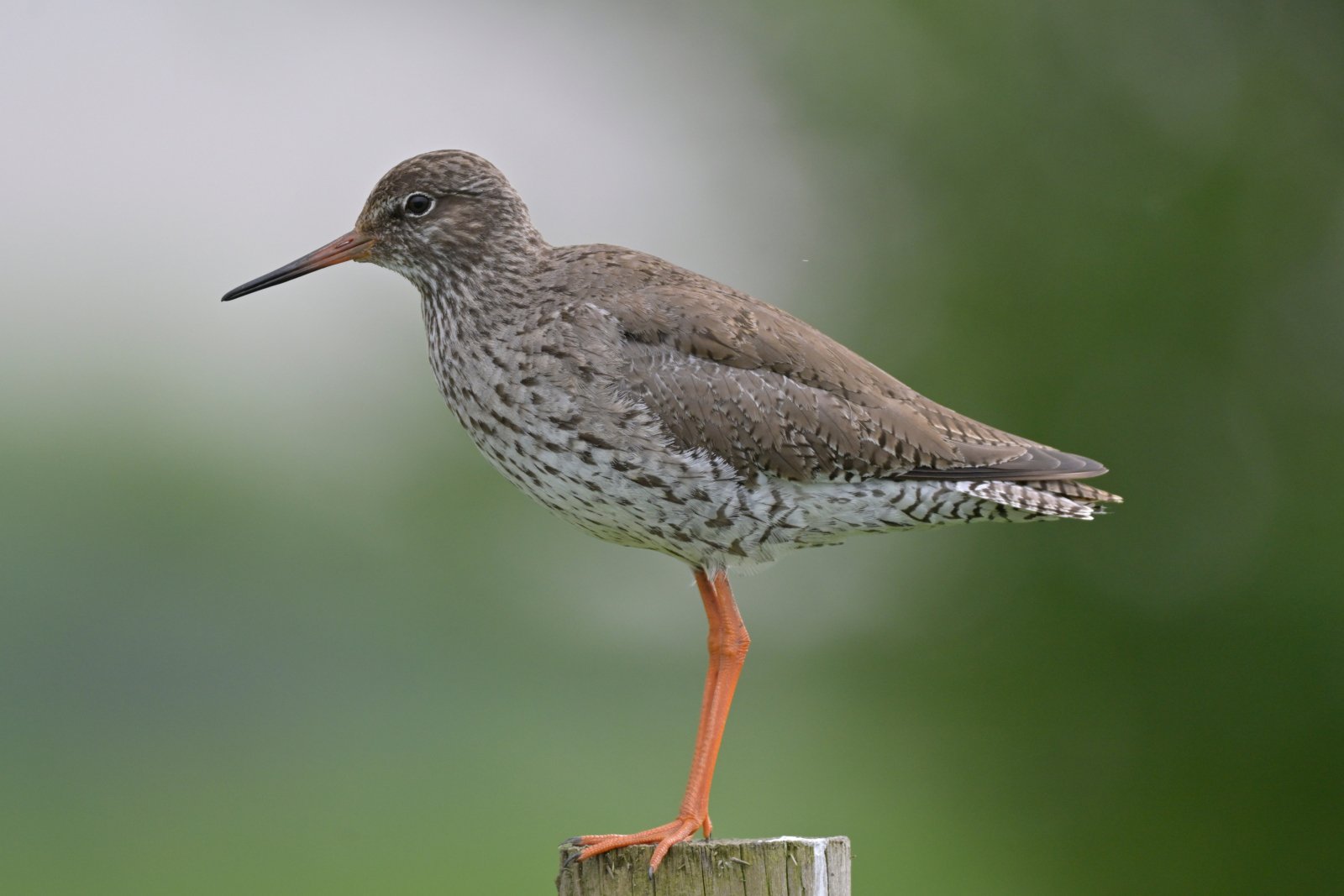 Redshank On Guard Duty — by Dave Barker — Score: 17 pts