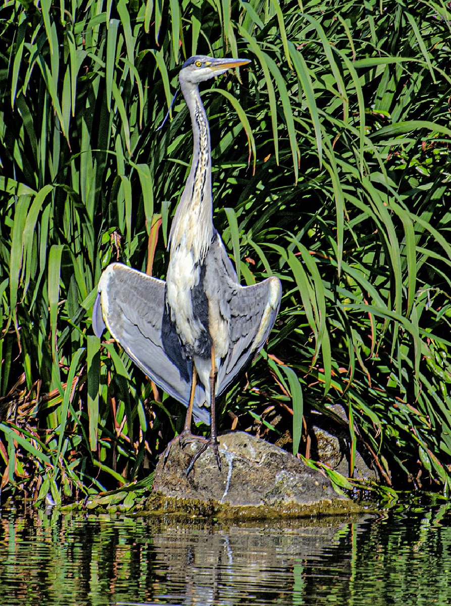 Grey Heron Drying — by Peter Parnell — Score: 16 pts