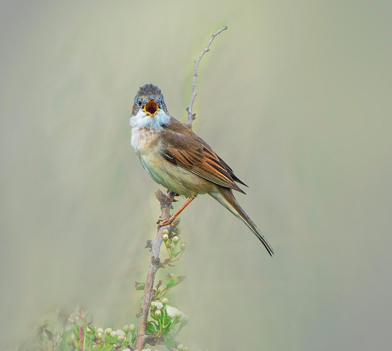 Male Common White Throat — by Margaret Keane — Score: 19 pts