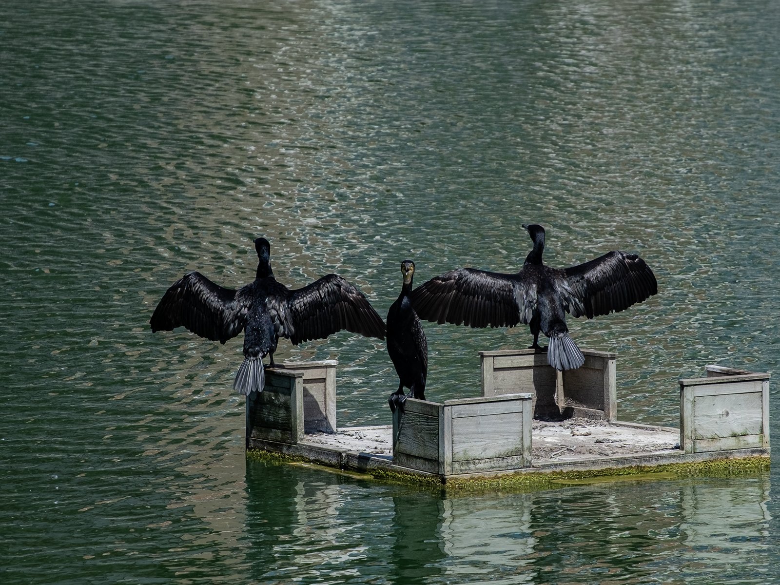 Cormorants At Canada Water In Londons Docklands — by John Scott — Score: 16 pts